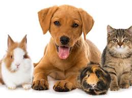Pet Image